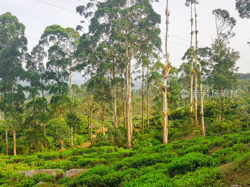 在斯里兰卡的火车旅行通过茶叶种植园Ella, Nuwara Eliya和Kandy